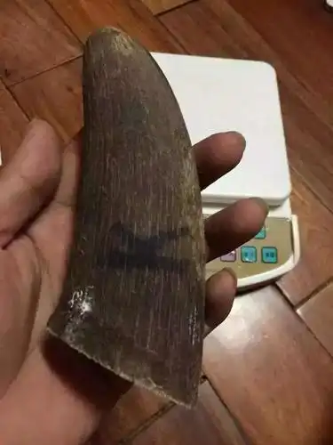 犀牛角.怎么辨真伪.