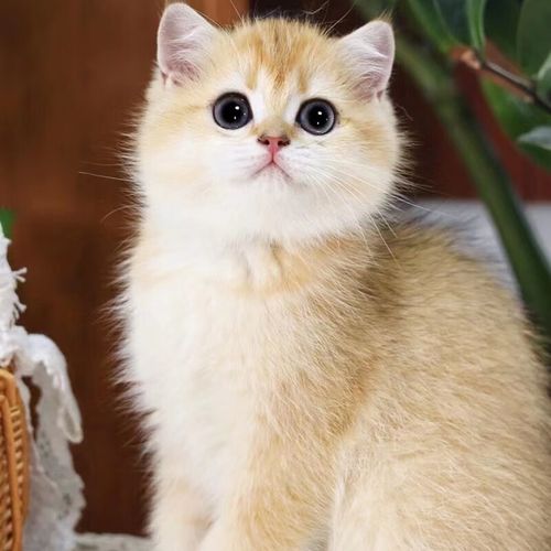 银点金点英短幼猫咪活体猫宠物幼崽小猫活物英国短毛猫 血统级 金渐层