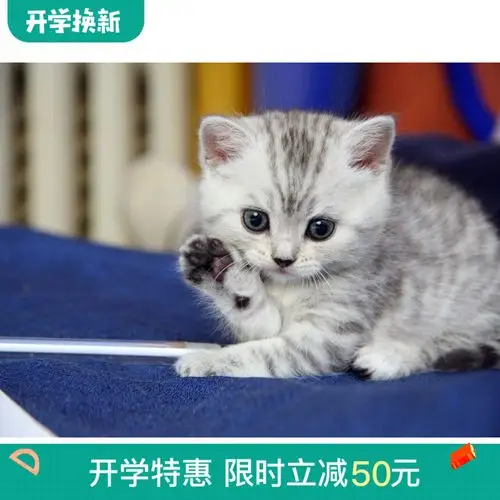 宠物活体加菲猫英短蓝猫美短渐层折耳猫猫咪