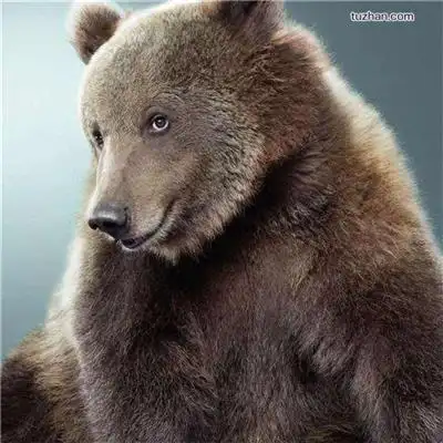 可爱狗熊图片大全