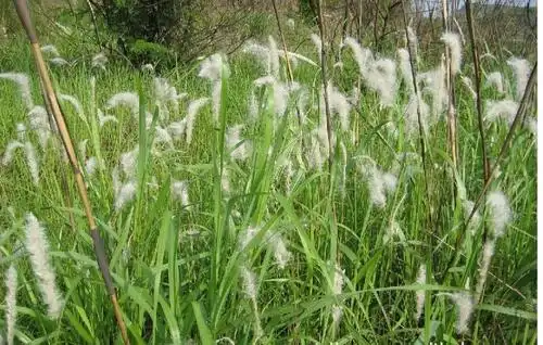 三白草的功效与作用三白草的食用禁忌有哪些