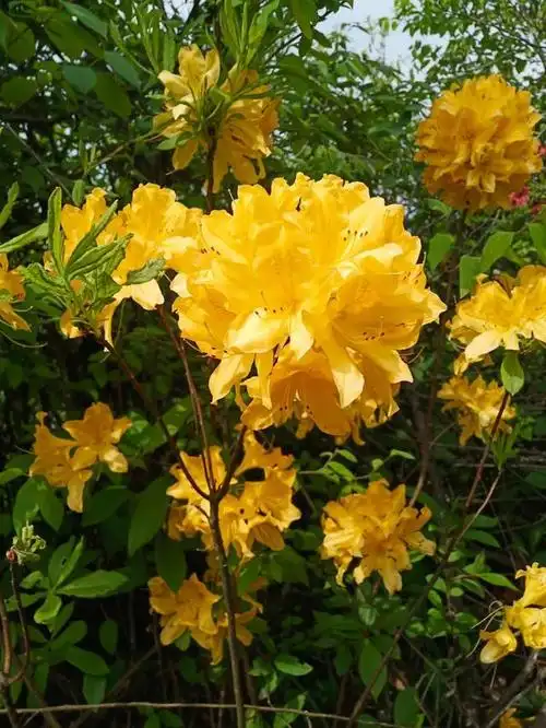 黄色绣球映山红