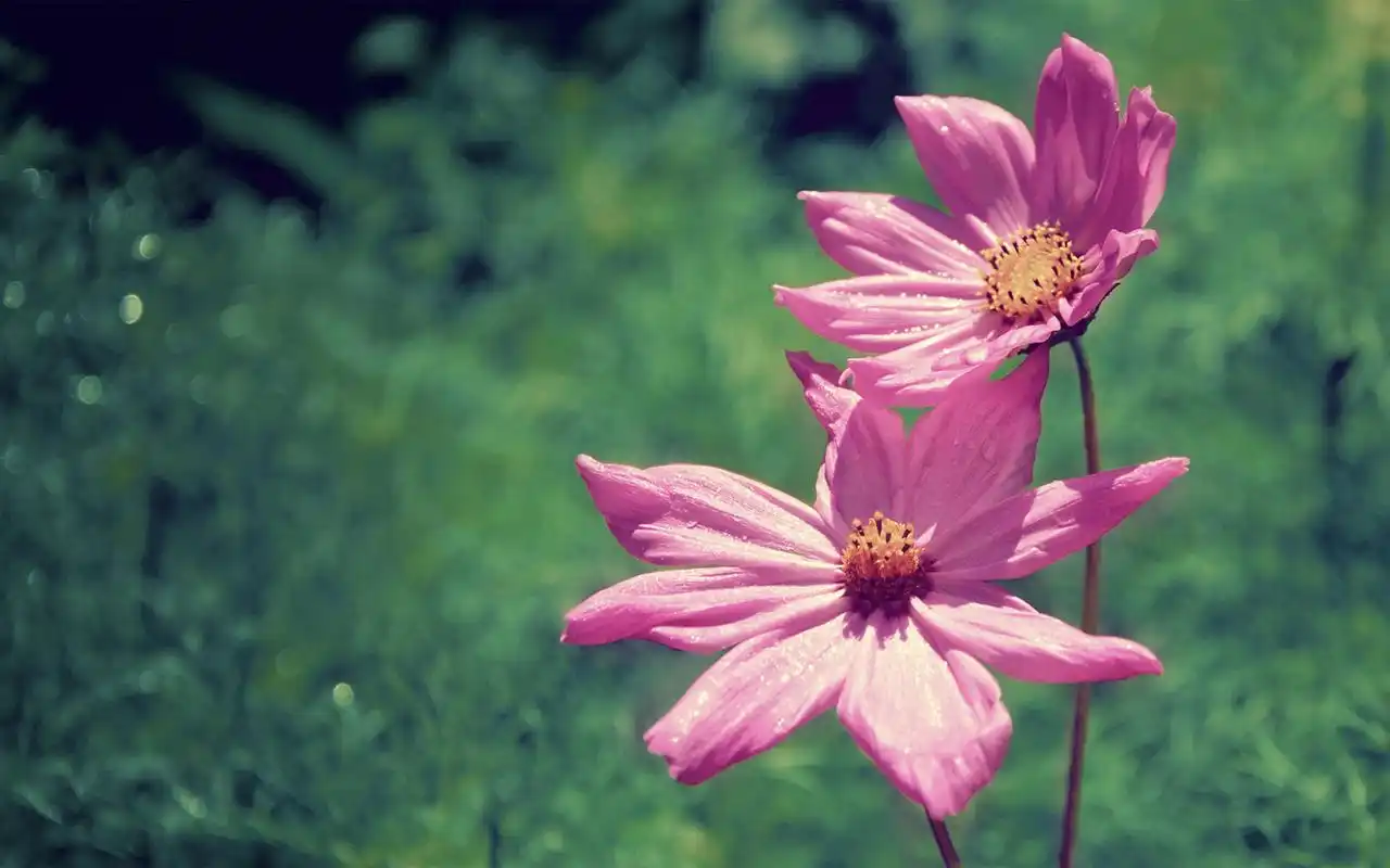 清新唯美花草美景桌面壁纸高清大图预览1920x1200_风景壁纸下载_美桌