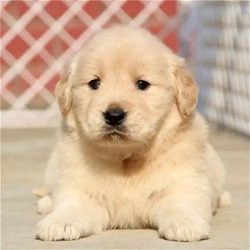 一手货源金毛犬沙滩金金毛枫叶红活体幼犬金毛犬萌萌哒金毛犬价格