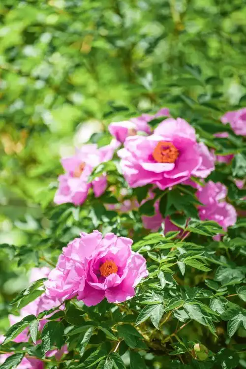 西宁95种牡丹花绚丽盛放_芍药_荷包_品种