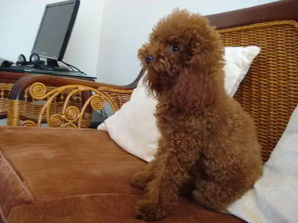 有一种狗,没有尾巴,毛长长的,看起来憨憨的.请问是什么狗?(带图片)