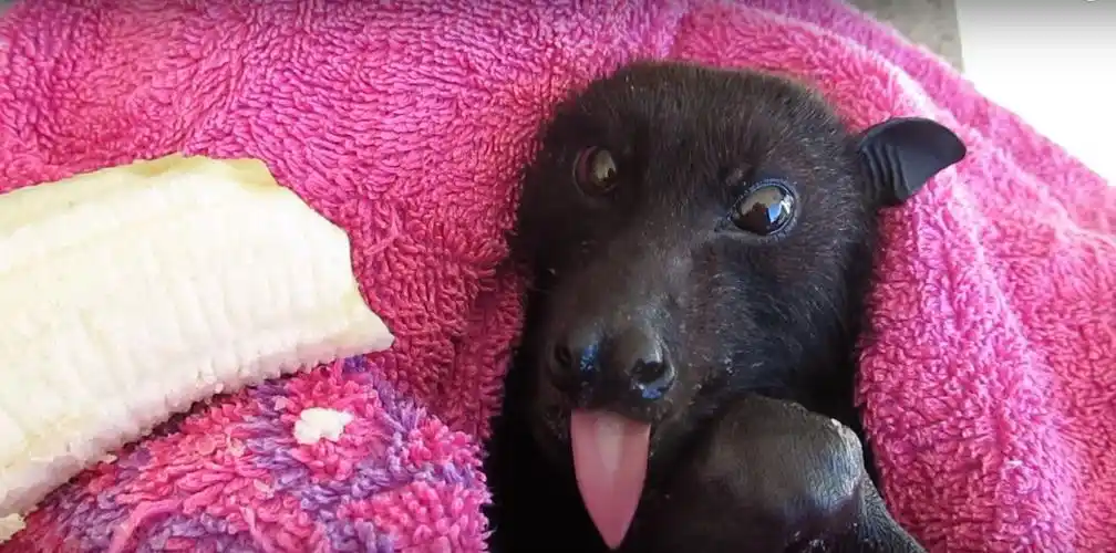 老儿经常喂食香蕉给小黑蝙蝠吃!