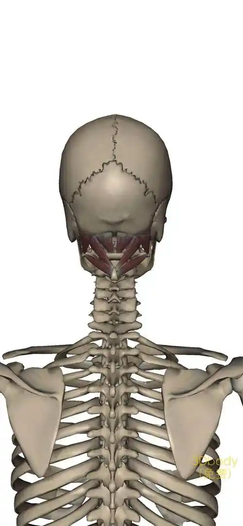 枕后肌群 局部先做处理,根据体态问题松解间接性肌肉 加强需要锻炼的