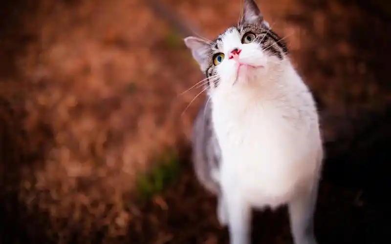 很治愈的萌宠猫咪可爱图片桌面壁纸