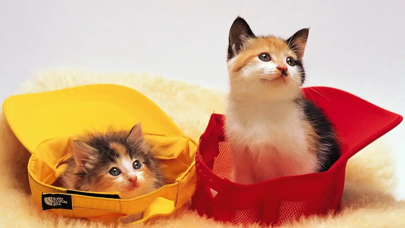 首页 桌面壁纸 可爱超萌喵星人1920x1080高清壁纸上一张下一张查看