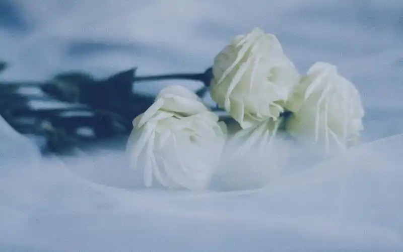 清冷唯美植物花卉高清桌面壁纸