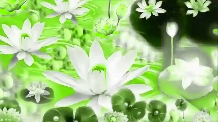 西方极乐世界观赏莲花池,莲花,感受八功德水_腾讯视频