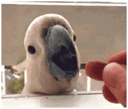 鹦鹉:你的良心不会痛么?