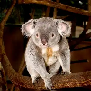 着色书考拉考拉熊可爱的睡考拉考拉涂鸦日历设置2019年与熊, 猪, 熊猫