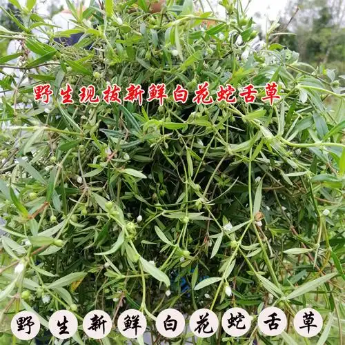 自然晒干野生新鲜白花蛇舌草500g 百花蛇舌草蛇舌草建议配半枝莲