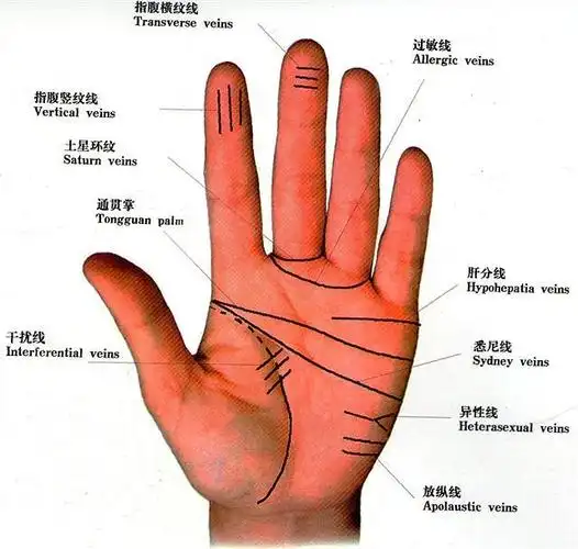 男生的手相,右手为先天,左手后天,而女生则反之.