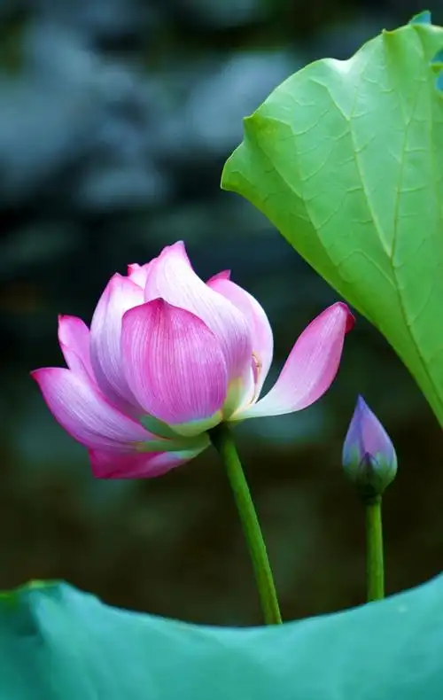 静心赏摄影作品多品种(荷花)尽信书2019.08.06制作