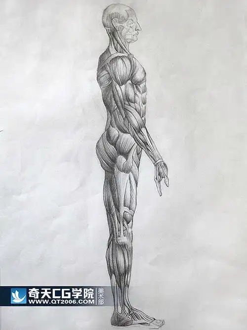 人体肌肉素描