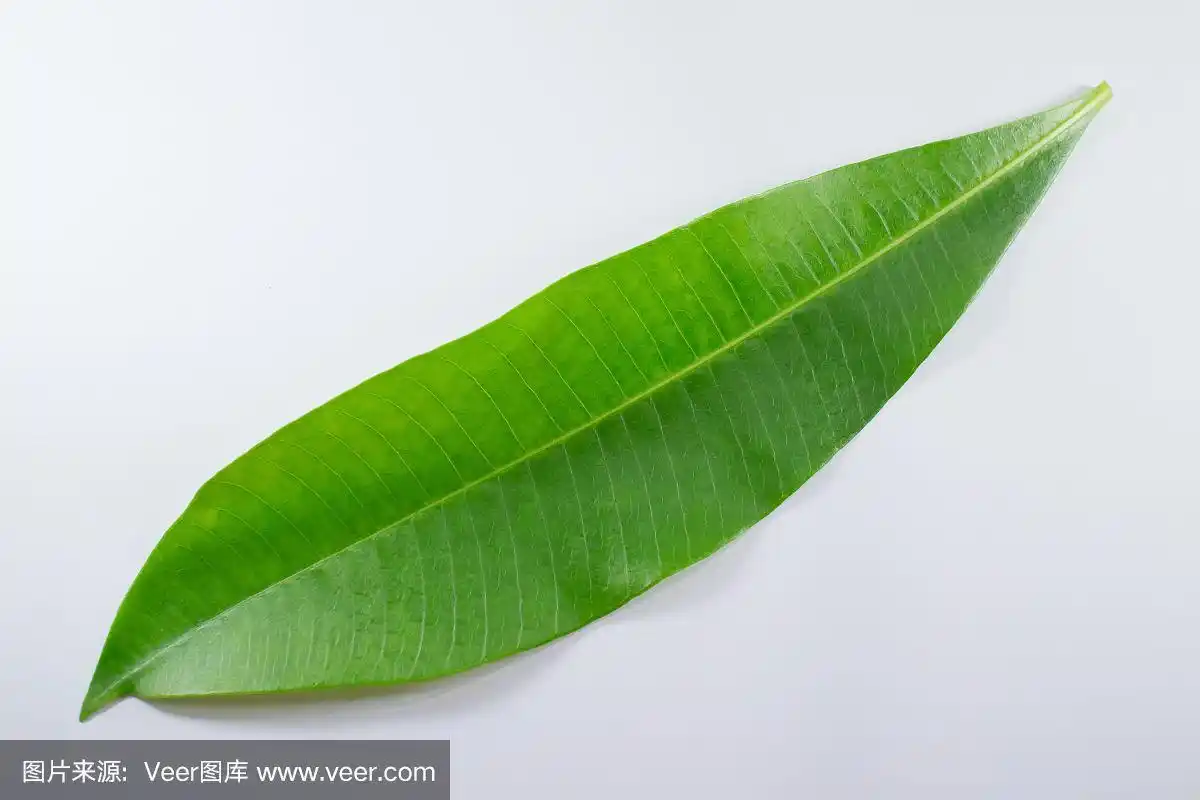 分离的木棉树的绿叶