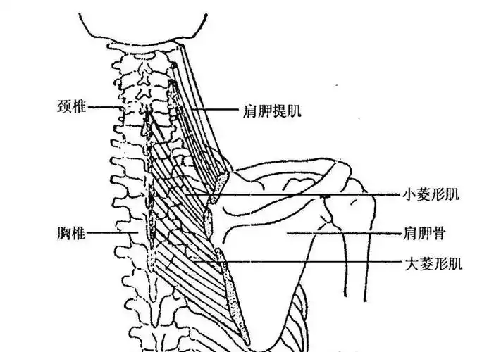 该肌起于上四位颈椎横突后结节,肌纤维斜向外下以肌腱止于肩胛骨内上