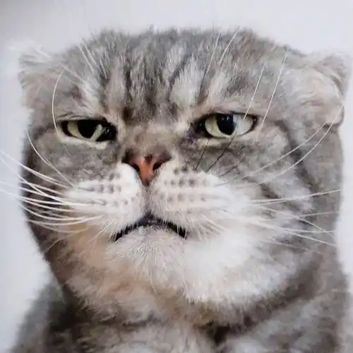 分享一组很可爱很凶的猫咪照片