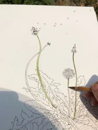 写生蒲公英