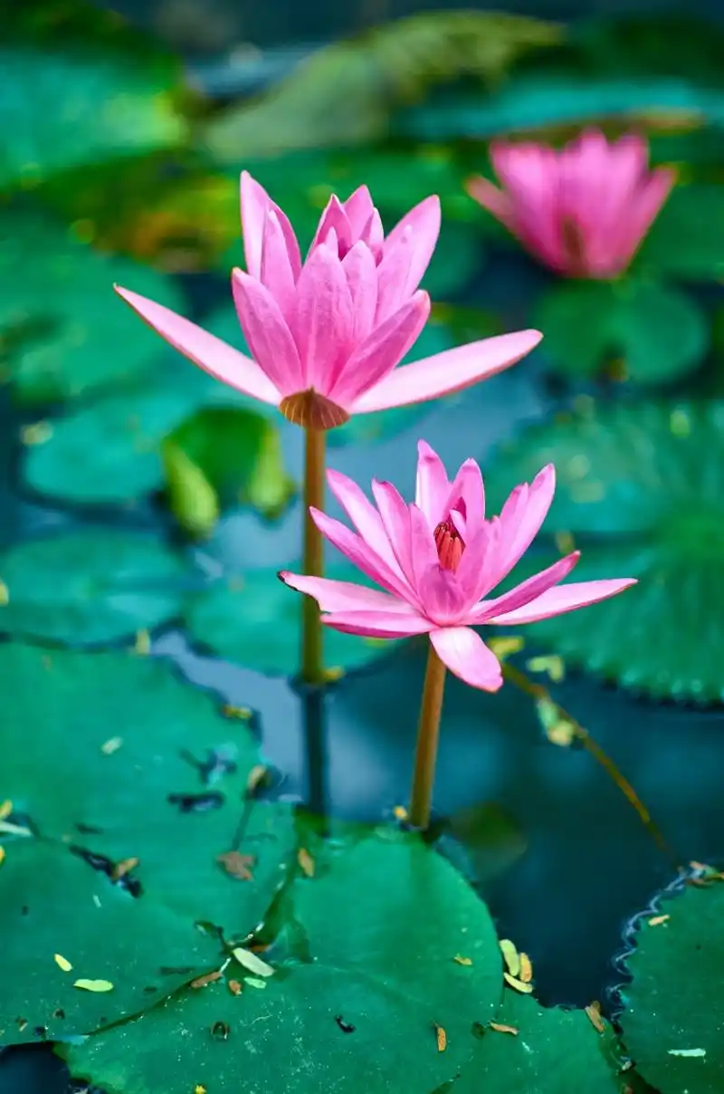 花朵柔美的睡莲图片第4张