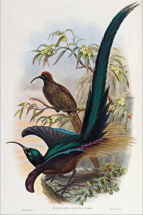 雀形目极乐鸟科镰嘴风鸟属褐镰嘴风鸟