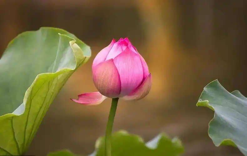 阿弥陀佛痴痴念忘掉烦恼朝朝暮暮开佛前我是一朵三身莲南无极乐大道宽