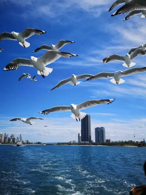 凌空飞翔,漫天飞舞的海鸥,给苍茫的大海平添一派生气