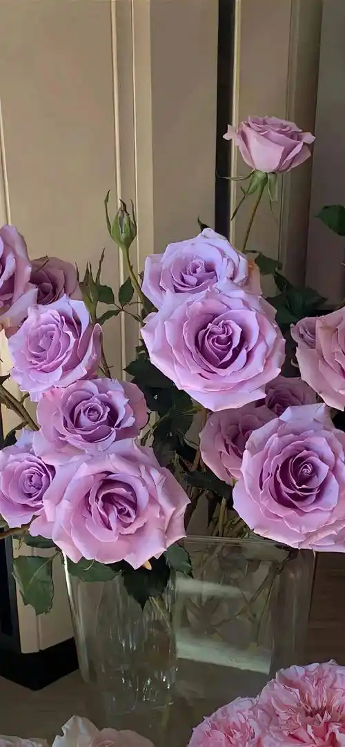 壁纸 | 浪漫紫色系 锁屏壁纸