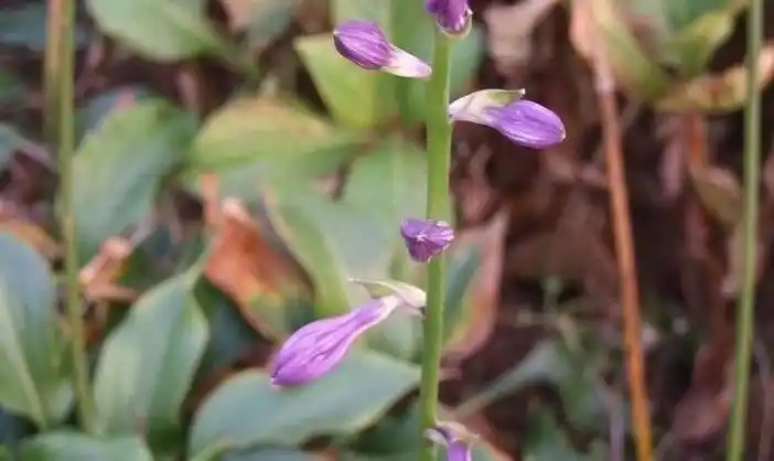 p>紫萼香茶菜(学名: i>isodon /i>  i>forrestii /i> (diels) kud  )