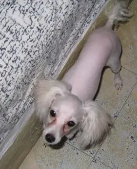 五个月大的泰迪剃毛