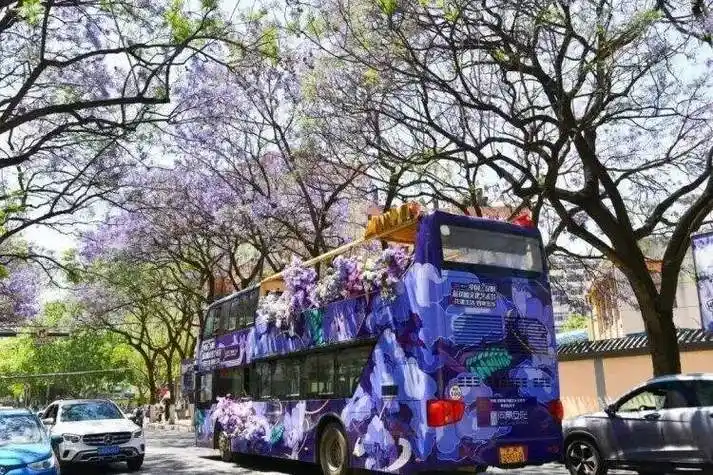 快来昆明看蓝花楹!"荧光绿"为你守护"紫色浪漫"_腾讯新闻
