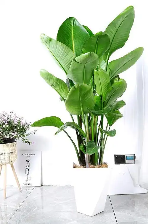 客厅颜值担当,天堂鸟盆栽种植养护