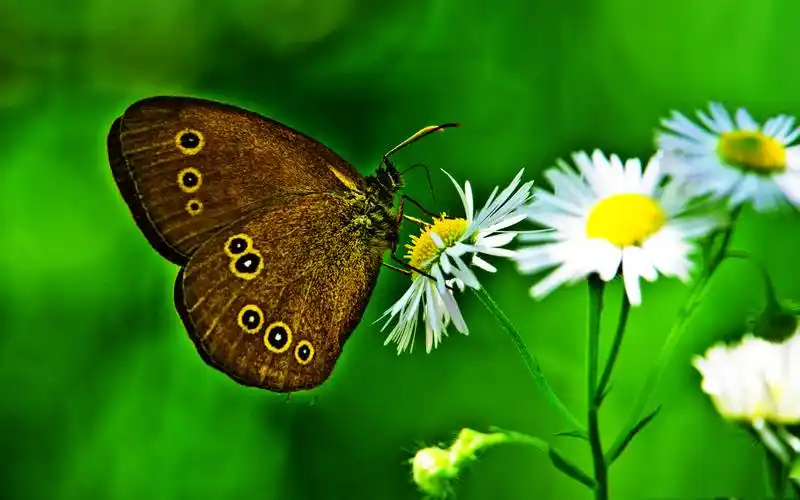 高清养眼绿色桌面壁纸1920x1200