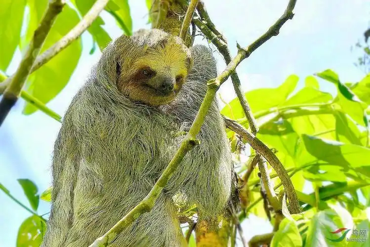 树獭极致慵懒的家伙祝贺荣登首页