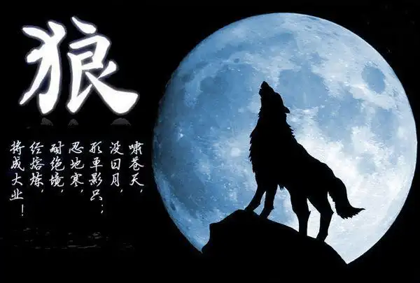 求一张月下狼叫动态图