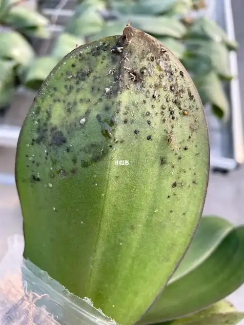 蝴蝶兰日常管理～蜜露灰霉