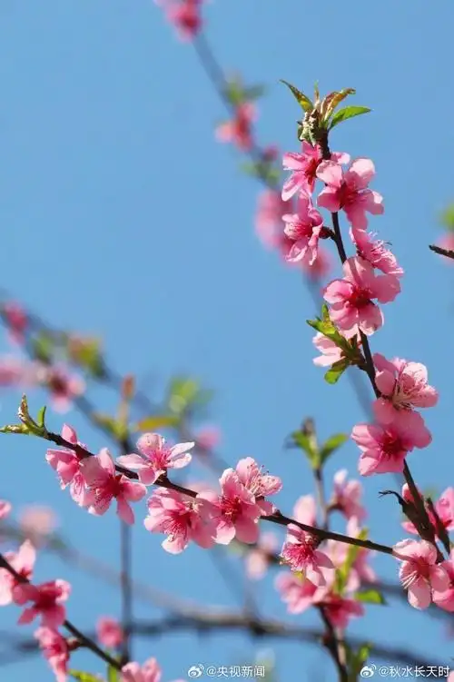 690_1036竖版 竖屏