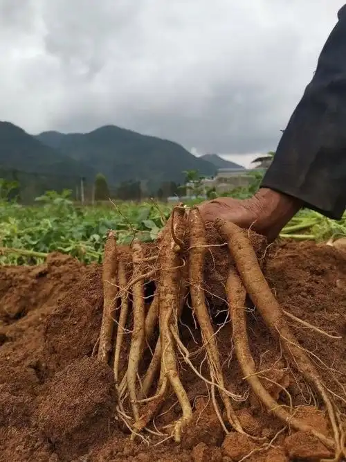 有仁堂大凉山甜当归整根农家现挖新鲜蔬菜粉糯土当归煲汤炖汤5斤新鲜