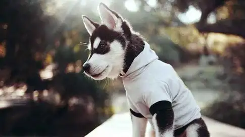 让二哈给男友打电话起床却半天,女人觉得奇怪,打开门几乎气晕_哈士奇