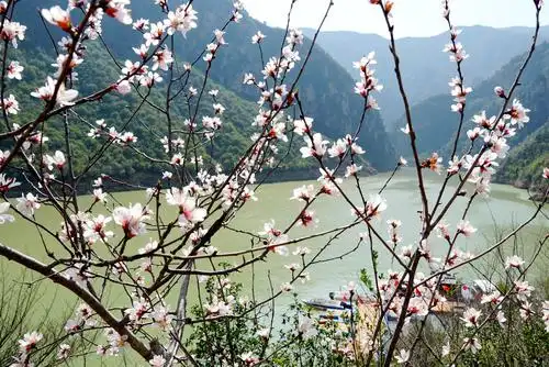 今年花开逛咸阳郑国渠旅游风景区山桃花如约绽放美如画