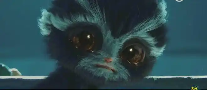 轰动江湖的萌宠——黑毛