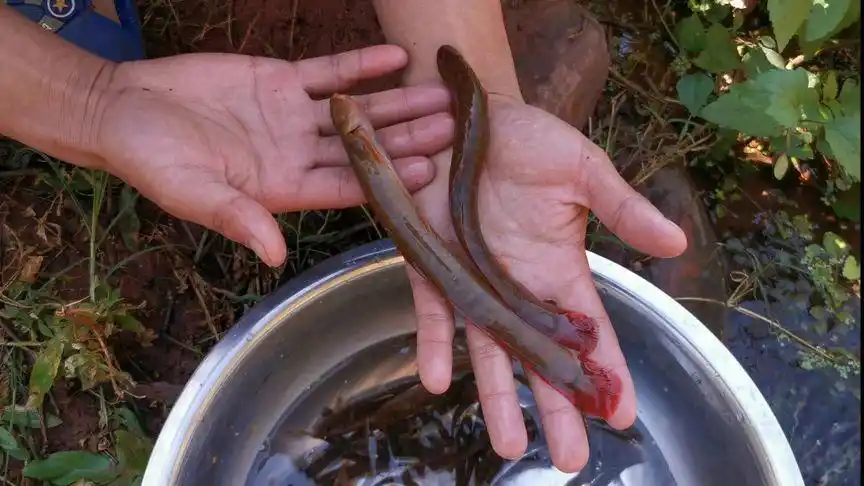 这种鱼叫钢鳅,有多少人认识?山间小溪才有,对水质要求特别高