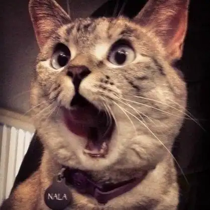 搞笑的猫咪图片 超级萌宠来袭