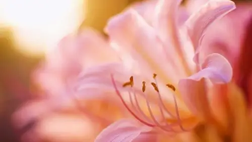 百合花桌面壁纸(3/9)