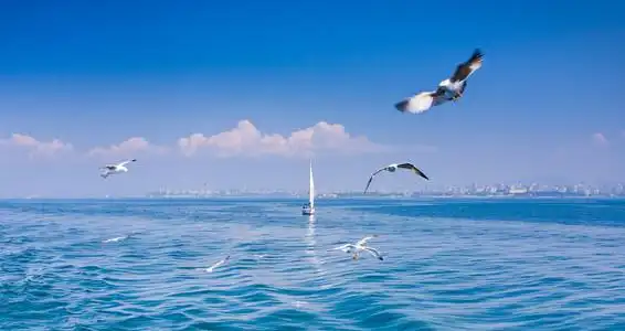 灯塔和海鸥图片