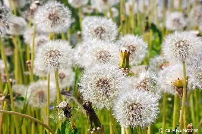 蒲公英