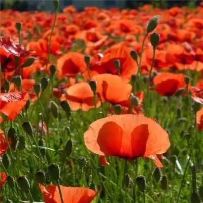 红色花朵头像个性唯美红色的罂粟花图片